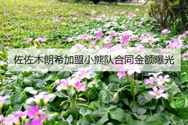 zuo-zuo-mu-lang-xi-jia-meng-xiao-xiong-dui-he-tong-jin-e-bao-guang-2-404.jpg
